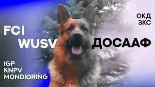 Дрессировка Собак. ДОСААФ и другие школы дрессировки. Dog Training. Different methods.
