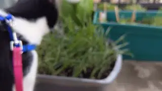 Balcony Garden (feat. Eevee)