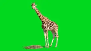 Green Screen Animals - Giraffe Stock Footage Video