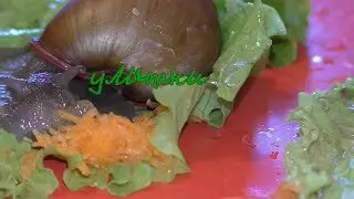 Caring for snails Selection of terrarium breeding of molluscs in the home and their contents.