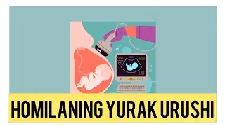 HOMILANING YURAK URUSHI/ YURAK /HOMILA RIVOJLANISHI