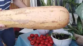 Полезно знать: помидоры и пенициллин, тыквенные и кабачковые семечки.