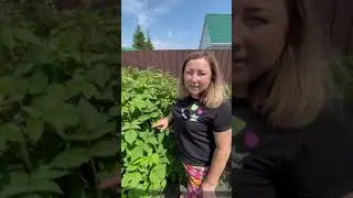 Самое время заняться малиной