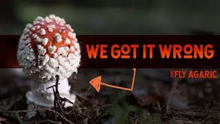 The Misunderstood Magical Mushroom - Amanita muscaria (Fly Agaric)