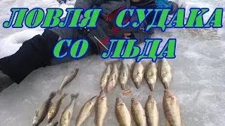 Ловля судака со льда