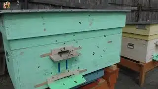 Какой леток лучше? Щелевой или круглый?