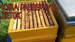 РАЗВИТИЕ ИЮНЬСКИХ ОТВОДКОВ, В КАКУЮ СТОРОНУ ЛЕТОК?