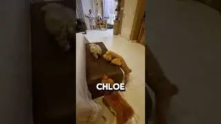 Beli Anjing Baru!