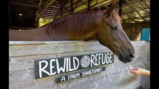 A day at Rewild Refuge Farm Sanctuary in Kingston