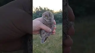 Обзор карликовая сова  СПЛЮШКА 🦉🦉🦉 самая маленькая сова в миру 🤘🤘🤘