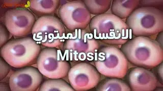 الانقسام الميتوزي   Mitosis