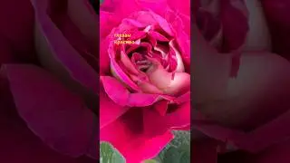 Глазам красиво
