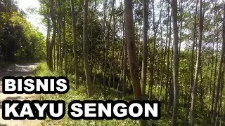 Sengon tree business is increasingly in demand in Indonesia