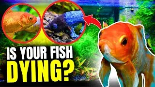 7 Signs That A Fish Is Dying...