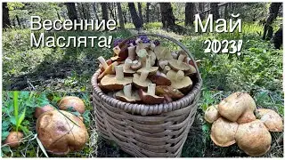 Много маслят в мае,это сколько?Случайная удача на тихой охоте!сбор грибов 2023!Suillus,Agaricus