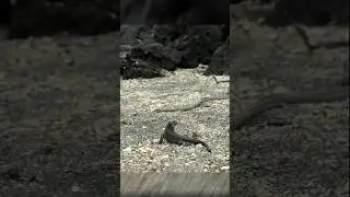 Stranded on Snake Island
