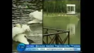 Минский ботанический сад. Пруд.