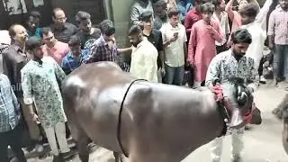 Laddu yadav sadar 2023 || cheppalbazar Sadar 2023 || Sadar festival in Hyderabad