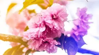 Spring BLOOM Colors | Panasonic GH5S | The Woods by The Gardiner Sisters | 2018