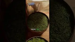 Тот самый Пуэр: 1 Часть🌿 |Цзиньхуа Бай Ча с Золотыми цветами 🍵✨|Автор: 父亲的手艺