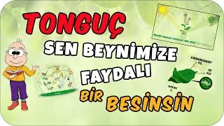 Besin Zinciri Şarkısı 🎵 🐥