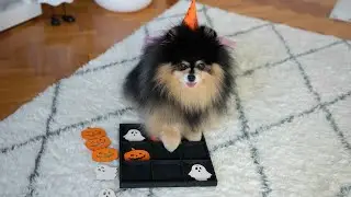 Cute Dog and Owner Play Halloween Themed Tic Tac Toe
