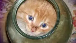 Котёнок не мог вылезти из банки. Посмотри, что сделала кошка… это надо видеть! Мама остается мамой
