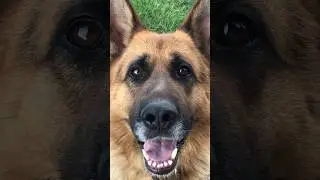 Овчарка ждёт хозяйку домой🥹😢