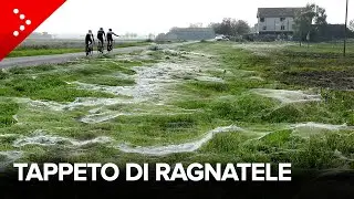 Incredibile tappeto di ragnatele: a Villa Seta (Reggio Emilia) migliaia di ragni dopo l’alluvione