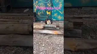 Соседская кошка подкинула мне своих котят, знает что тут живет рыбак😂
