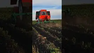 Рыхление и окучивание картофеля ежами #трактор #farming #shortsvideo