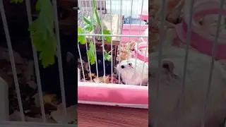 ЗАБАВНЫЕ ЖИВОТНЫЕ 