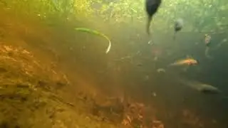 подводная охота (охота под-водка =)