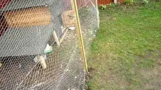 CONSTRUCCION DE CORRAL DE GALLINAS INGLESAS CASI TERMINADO, 2 PARTE