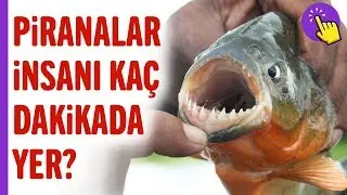 Piranalar insanı kaç dakikada yer? | Hayvanlar Alemi | İlginç bilgiler | Aklında olsun