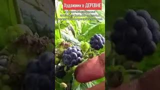 Удивительная дикая ежевика - больше полезных веществ и кисленькие ягодки!