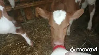 ДЕЛА ХОЗЯЙСТВЕННЫЕ!СЛОЖНЫЙ ОТЕЛ!ДВОЙНЯ ОТ ОСЕМЕНЕНИЯ!АЙШИРЫ И ГОЛУБОЙ БЫЧОК!ПРОСТО ВЫПАЛА ИЗ ЖИЗНИ!