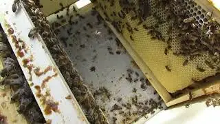 пчелы показали, что им не нужно летом, открытое сетчатое дно в жаркую погоду - часть 5