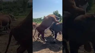 Рыжая бестыжая 