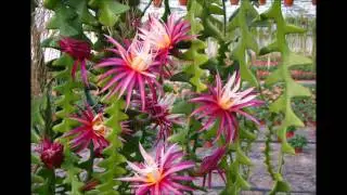 Latest Fishbone Cactus