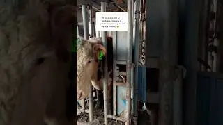 Подоить и накормить проблема? 😱 