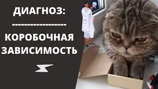 Почему я решил купить Коробку Для Кота. Кот в коробке