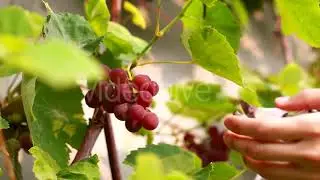 Farmer Harvests Grapes | Stock Footage - Envato elements