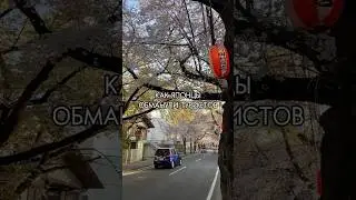 ЯПОНЦЫ ОБМАНУЛИ ТУРИСТОВ 