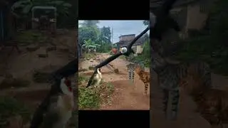 Goldfinch Two Cat Eagle #shorts #shortsviral #eagle