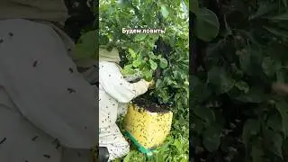 Да это же рой проблем 