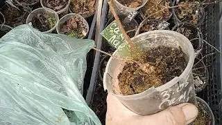 ОБРЕЗКА МЕТЕЛЬЧАТЫХ ГОРТЕНЗИЙ .САЖЕНЦЫ В Р9.