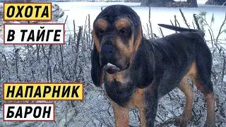 TheHunter Call of the Wild - ОХОТА в ТАЙГЕ.  Новый питомец БАРОН.  Лось АТАКУЕТ # 142