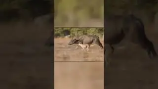 Собаки Динго Напали На Буйволов