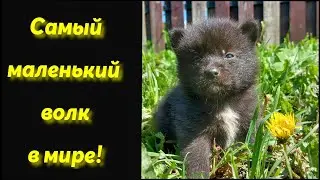 Микро волк из гибрида шакала и шпица! 